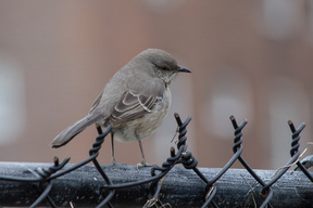 Lower East Side bird count