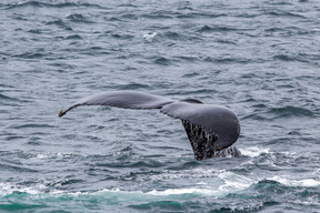 Humpback whales in Samaná